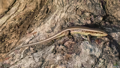 Mabuya multifasciata im Terrarium halten
