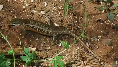 Mabuya perrotetii im Terrarium halten