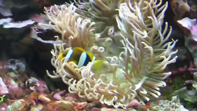 Macrodactyla doreensis im Aquarium halten
