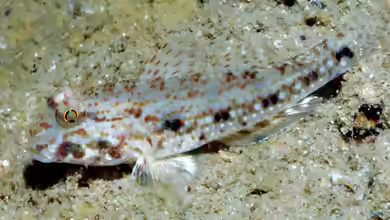 Macrodontogobius wilburi im Aquarium halten