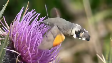 Macroglossum stellatarum am Gartenteich