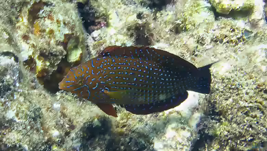 Macropharyngodon geoffroy im Aquarium halten