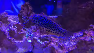 Macropharyngodon meleagris im Aquarium halten