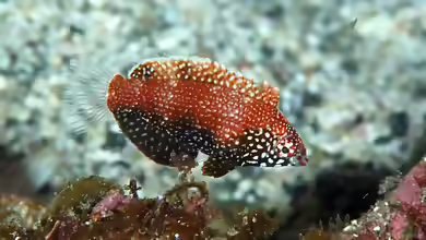 Macropharyngodon negrosensis im Aquarium halten