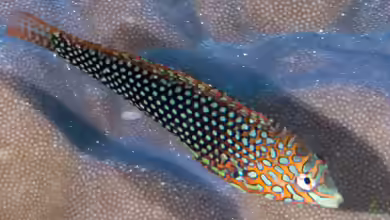 Macropharyngodon ornatus im Aquarium halten