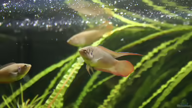 Macropodus ocellatus im Aquarium oder Teich