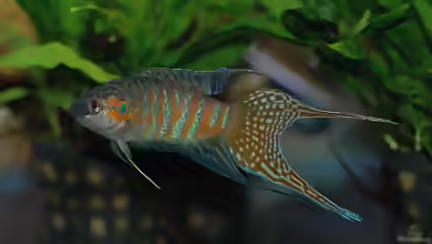 Macropodus opercularis im Aquarium halten