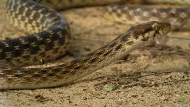 Madagascarophis colubrinus im Terrarium halten