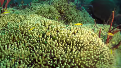 Madracis auretenra im Aquarium halten