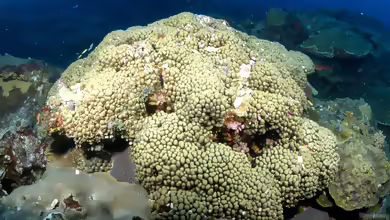 Madracis decactis im Aquarium halten