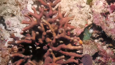 Madracis formosa im Aquarium halten