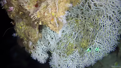 Madracis myriaster im Aquarium halten