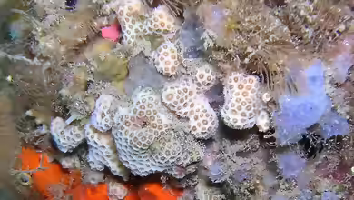 Madracis pharensis im Aquarium halten