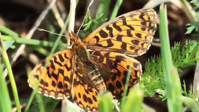 Magerrasen-Perlmutterfalter: Boloria dia im Garten