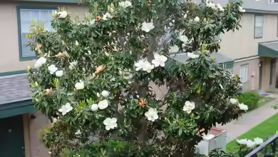Magnolia grandiflora im Garten pflanzen