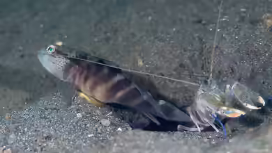 Mahidolia mystacina im Aquarium halten