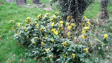 Mahonia aquifolium am Gartenteich pflanzen