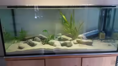 Malavold von Sechzivold