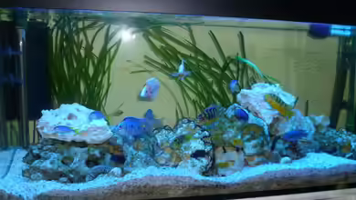 Malawi - Gesellschaftsbecken von Jockel