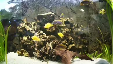 Malawi ( Nicht mehr in Betrieb) von AquaAndy