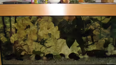 Malawi 200 Liter von Sky1706