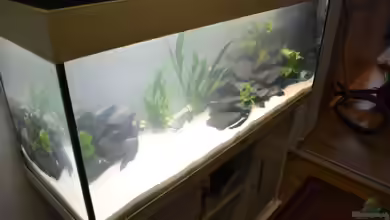 Malawi 240 von Aquadaniel