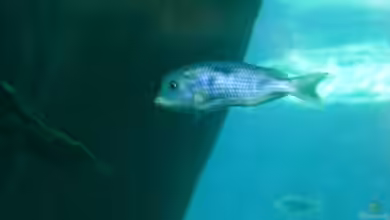 Malawi-AQ im Tropen-Aquarium-Hagenbeck