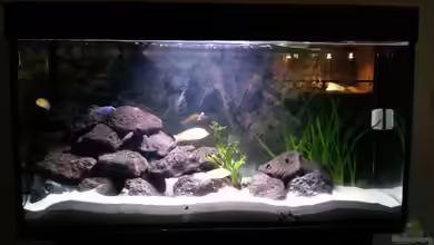 Malawi Becken von hsrk1287