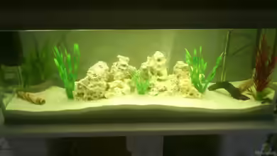 Malawi Buntbarsche von Baron87