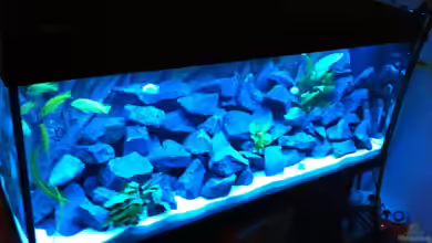 Malawi Cichliden Fish Tank von Maliza