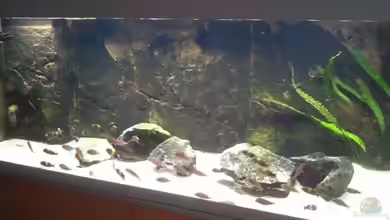 Malawi Cichliden von halamala