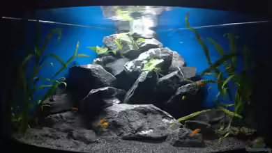 Malawi Corner von Bodenseechris