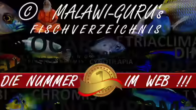 Malawi-Guru hat Grund zum feiern...
