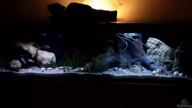 Malawi-Haltung: Warum wird hartes Wasser empfohlen?