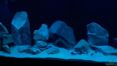 Malawi Harmony von Vidi