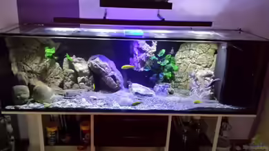 Malawi Homezone reloaded/aufgelöst von Noah