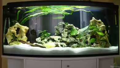 Malawi Katzentraum Reloaded von Kleene69