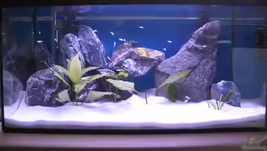 Malawi Kinderstube by Malawifreak von Malawifreak