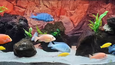 Malawi-Lavabiotop von Hydropneumat