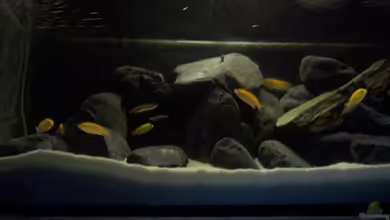 Malawi-Marmor von BRANDNEW