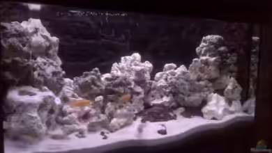 Malawi Mbuna von Tommi