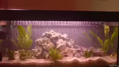 Malawi MBunas von Nano-FAN