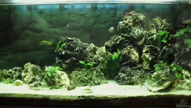 Malawi-Nature von MiCa