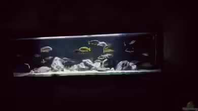 Malawi Nonmbunas von Ella Tinkerbella