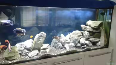 Malawi Raumteiler von Tristan