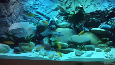 Malawi Saulosi Artenbecken von Ashdre