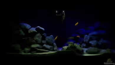 Malawi Seaside von Christopher Roß