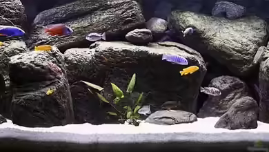 Malawi Showbecken von Nivus