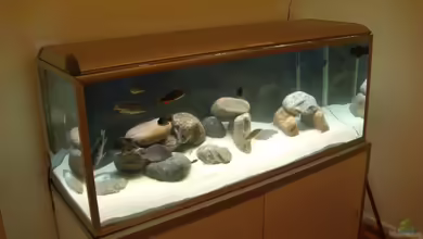 Malawi Tank 160x60x55 von MalawiHB