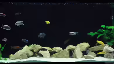 Malawi Tank von Ivory